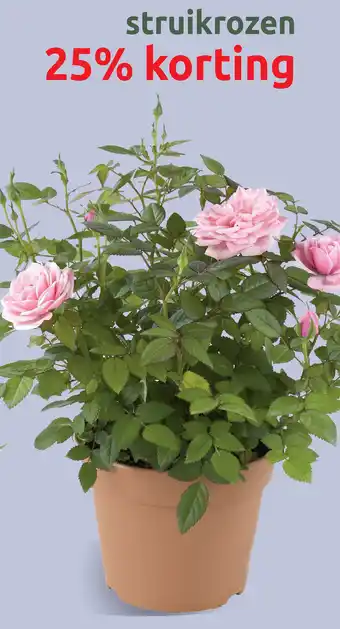 Deka Tuin Struikrozen aanbieding