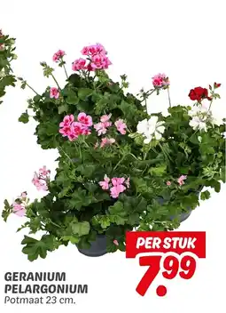 Dekamarkt Geranium pelargonium aanbieding