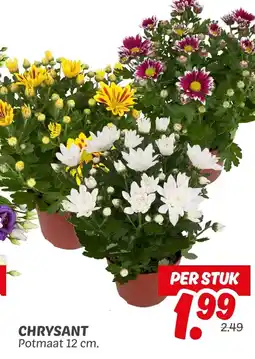Dekamarkt Chrysant aanbieding