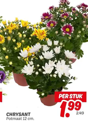 Dekamarkt Chrysant aanbieding