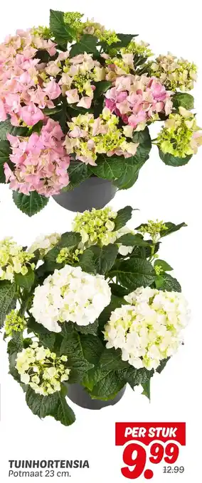 Dekamarkt Tuinhortensia aanbieding