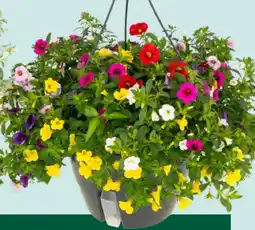 GroenRijk Mini-petunia in hangpot aanbieding