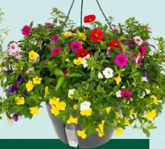 GroenRijk Mini-petunia in hangpot aanbieding