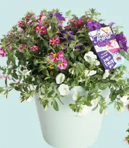 GroenRijk Zomerbloeiers in terraspot aanbieding