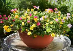 GroenRijk Portulaca in schaal aanbieding