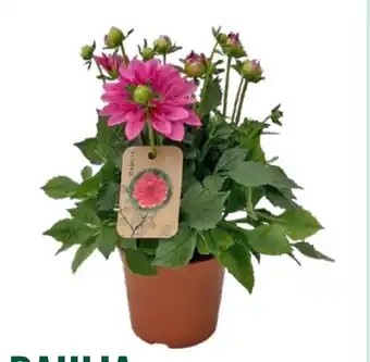 GroenRijk Dahlia aanbieding