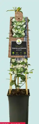 GroenRijk Toscaanse jasmijn aanbieding