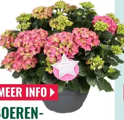 GroenRijk Boeren hortensia xl aanbieding