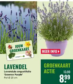 GroenRijk Lavendel aanbieding