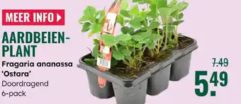 GroenRijk Aardbeien plant aanbieding
