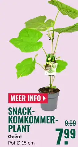 GroenRijk Snack komkommer plant aanbieding