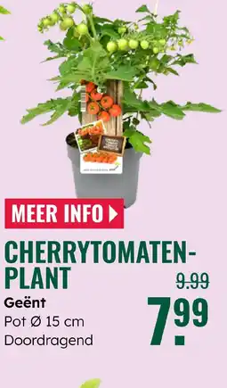 GroenRijk Cherrytomaten plant aanbieding