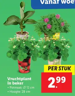 Lidl Vruchtplant in beker aanbieding