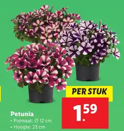 Lidl Petunia aanbieding