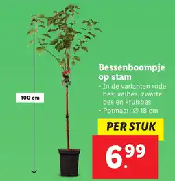 Lidl Bessenboompje op stam aanbieding