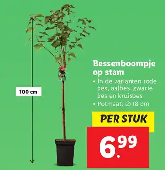 Lidl Bessenboompje op stam aanbieding