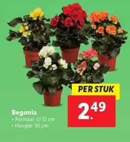 Lidl Begonia aanbieding