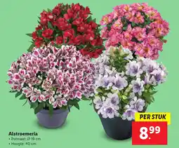 Lidl Alstroemeria aanbieding