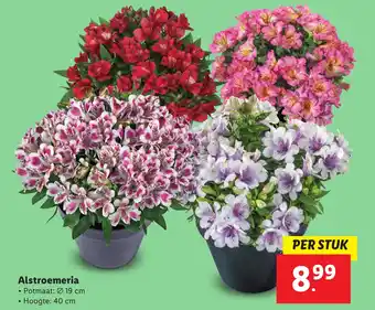 Lidl Alstroemeria aanbieding