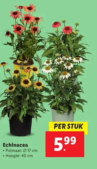 Lidl Echinacea aanbieding