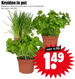 Dirk Kruiden in pot aanbieding