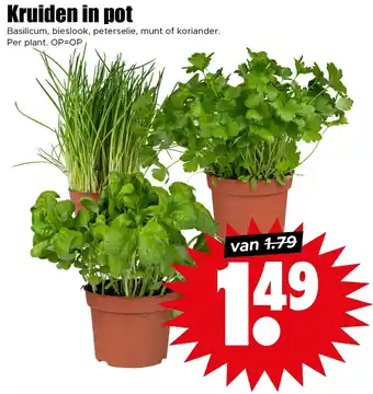 Dirk Kruiden in pot aanbieding
