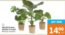 Albert Heijn Alle AH Groene planten in mand aanbieding