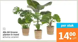 Albert Heijn Alle AH Groene planten in mand aanbieding