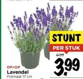 Vomar Voordeelmarkt Lavendel aanbieding