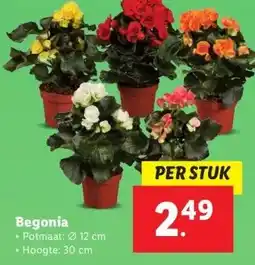 Lidl Begonia aanbieding