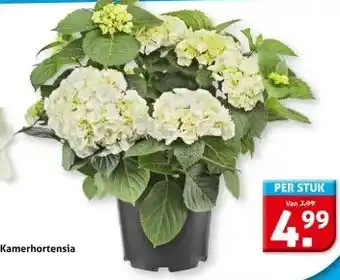 Hoogvliet Kamerhortensia aanbieding