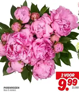 Dekamarkt PIOENROZEN aanbieding