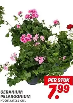 Dekamarkt GERANIUM PELARGONIUM aanbieding