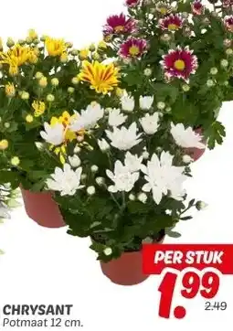 Dekamarkt CHRYSANT aanbieding