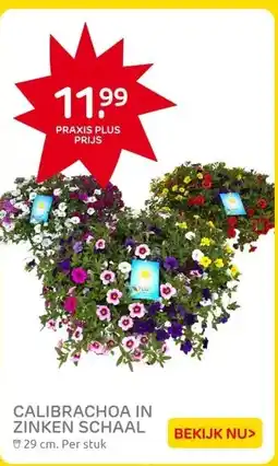 Praxis CALIBRACHOA IN ZINKEN SCHAAL aanbieding