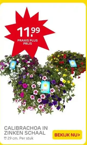 Praxis CALIBRACHOA IN ZINKEN SCHAAL aanbieding