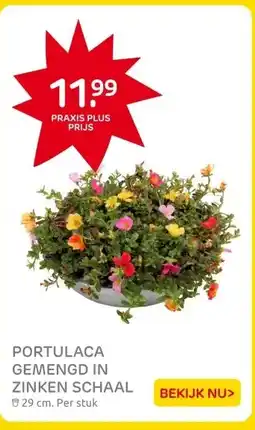 Praxis PORTULACA GEMENGD IN ZINKEN SCHAAL aanbieding