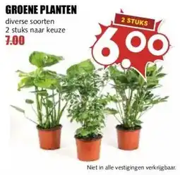 MCD Supermarkt GROENE PLANTEN aanbieding