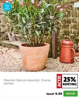 Intratuin Oleander (Nerium oleander). Diverse soorten. aanbieding