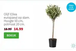 Intratuin Olijf (Olea europaea) op stam. Hoogte 50 cm, potmaat 20 cm. aanbieding