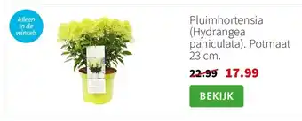 Intratuin Pluimhortensia (Hydrangea paniculata). Potmaat 23 cm. aanbieding