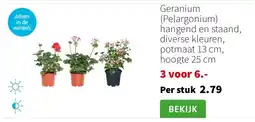 Intratuin Geranium (Pelargonium) hangend en staand, diverse kleuren, potmaat 13 cm, hoogte 25 cm aanbieding