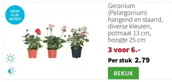 Intratuin Geranium (Pelargonium) hangend en staand, diverse kleuren, potmaat 13 cm, hoogte 25 cm aanbieding