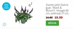 Intratuin Zwarte salie (Salvia guar. ‘Black & Bloom’). Hoogte 80 cm, potmaat 27 cm. aanbieding