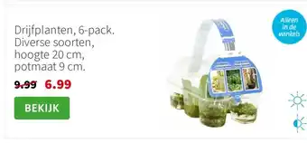 Intratuin Drijfplanten, 6-pack. Diverse soorten, hoogte 20 cm, potmaat 9 cm. aanbieding