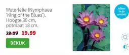 Intratuin Waterlelie (Nymphaea ‘King of the Blues’). Hoogte 30 cm, potmaat 18 cm. aanbieding