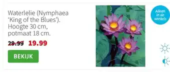Intratuin Waterlelie (Nymphaea ‘King of the Blues’). Hoogte 30 cm, potmaat 18 cm. aanbieding