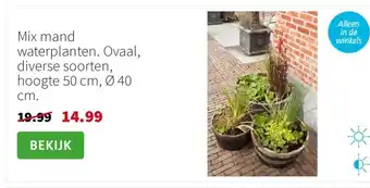 Intratuin Mix mand waterplanten. Ovaal, diverse soorten, hoogte 50 cm, Ø 40 cm. aanbieding
