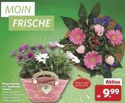 Combi Pfingststräuße oder bepflanzte Schalen aanbieding