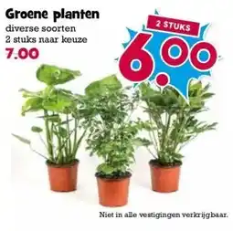 Boon`s Markt Groene planten aanbieding